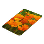 Magnet Flexible California poppy impastèque (Côté Gauche)