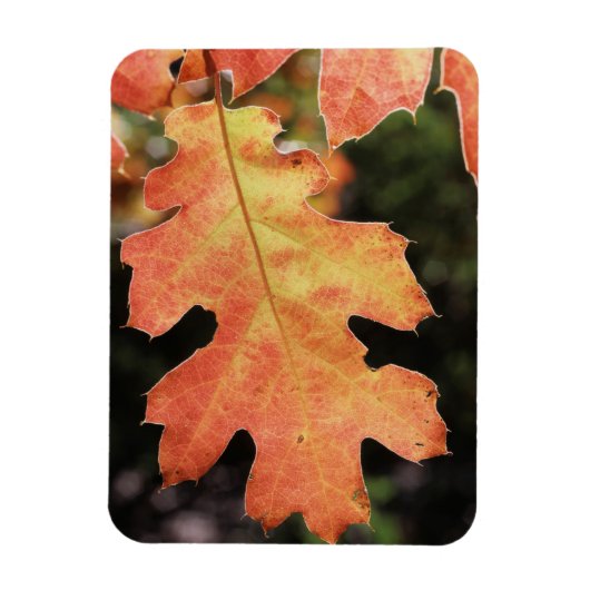 Magnet Flexible Californie, Une feuille de chêne de couleur automn (Vertical)
