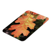 Magnet Flexible Californie, Une feuille de chêne de couleur automn (Côté Gauche)