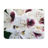 Magnet Flexible Calsap Rhododendrons (Horizontal)