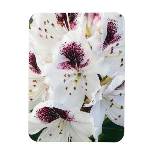Magnet Flexible Calsap Rhododendrons (Vertical)