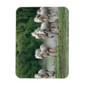 Magnet Flexible Camargue Chevaux courant dans l'eau (Vertical)
