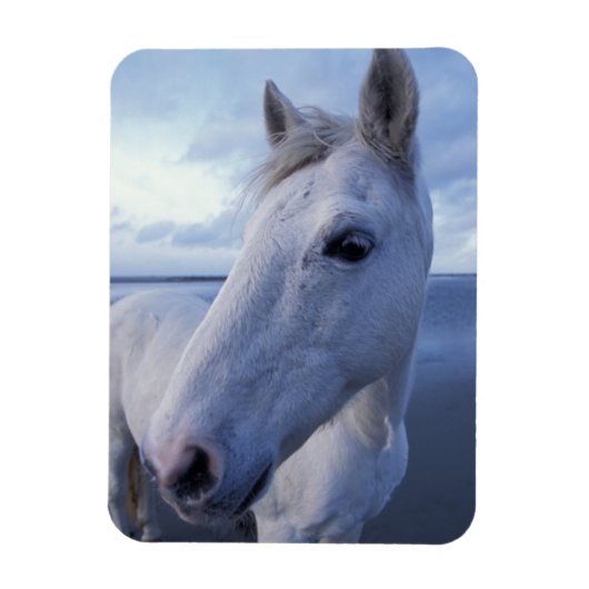 Magnet Flexible Camargue Horse (Vertical)
