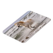 Magnet Flexible Camargue Horse court de Surf (Côté Gauche)