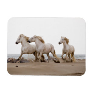Magnet Flexible Camargue Horses courir sur la plage