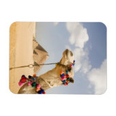 Magnet Flexible Camel avec Pyramides Gizeh, Egypte (Horizontal)