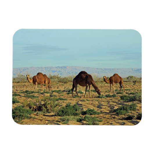 Magnet Flexible Camels, Tunisie (Horizontal)
