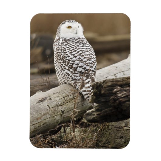 Magnet Flexible Canada, Boundary Bay, Snowy Owl (Vertical)