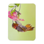 Magnet Flexible Canada, Colombie-Britannique, Colibri roux (Vertical)