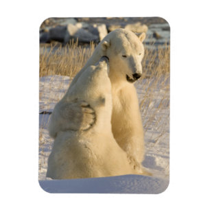 Magnet Flexible Canada, Manitoba, baie d'Hudson, Churchill.