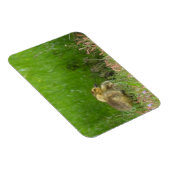 Magnet Flexible Canada Oies (Côté Droit)