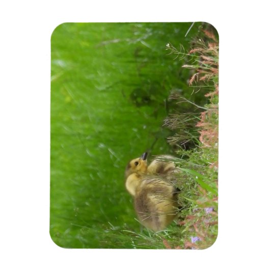 Magnet Flexible Canada Oies (Vertical)