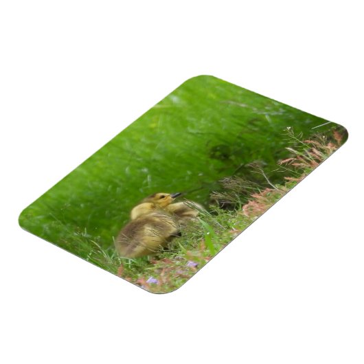 Magnet Flexible Canada Oies (Côté Gauche)