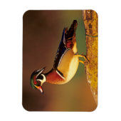 Magnet Flexible Canard à bois mâle, Illinois (Vertical)