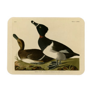 Magnet Flexible Canard à col rond des oiseaux d'Amérique d'Audubon