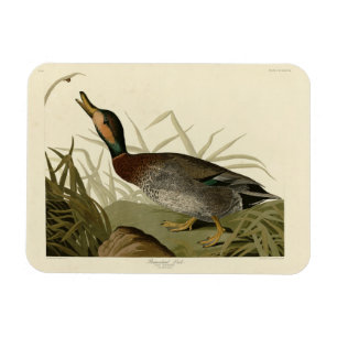 Magnet Flexible Canard (Brewer's) dépecé, Audubon Birds Amérique