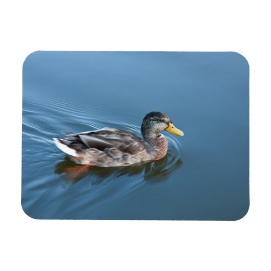 Magnet Flexible Canard de natation (Horizontal)