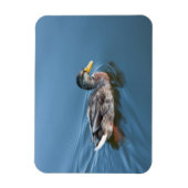 Magnet Flexible Canard de natation (Vertical)