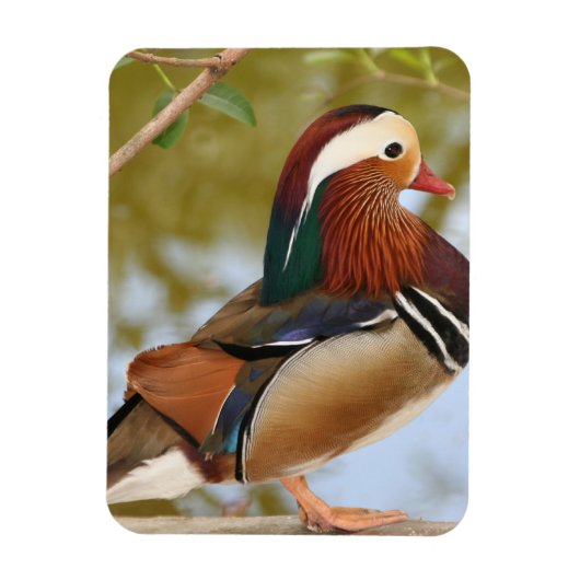 Magnet Flexible Canard mandarin (Vertical)
