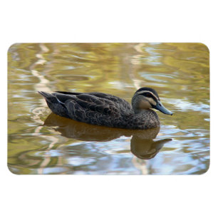 Magnet Flexible Canard noir du Pacifique nageant sur l'eau dorée
