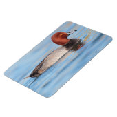 Magnet Flexible Canard roux mâle (Côté Gauche)