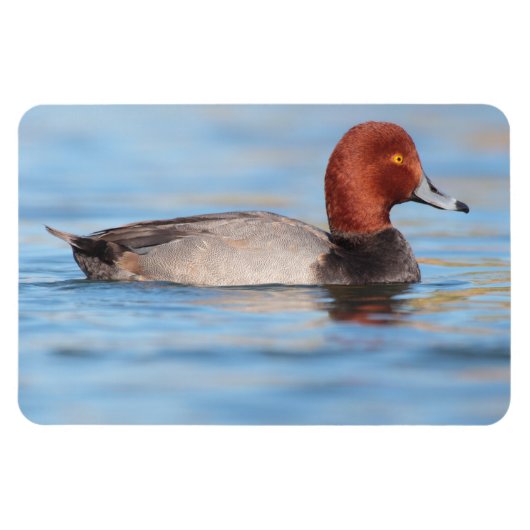Magnet Flexible Canard roux mâle (Horizontal)