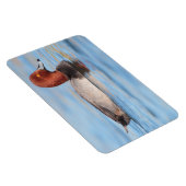 Magnet Flexible Canard roux mâle (Côté Droit)