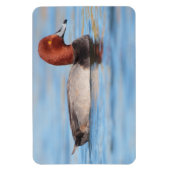 Magnet Flexible Canard roux mâle (Vertical)