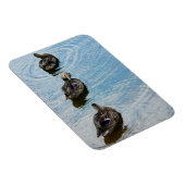 Magnet Flexible Canards dans un aimant Premium de rangée (Côté Droit)