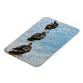 Magnet Flexible Canards dans un aimant Premium de rangée (Côté Gauche)