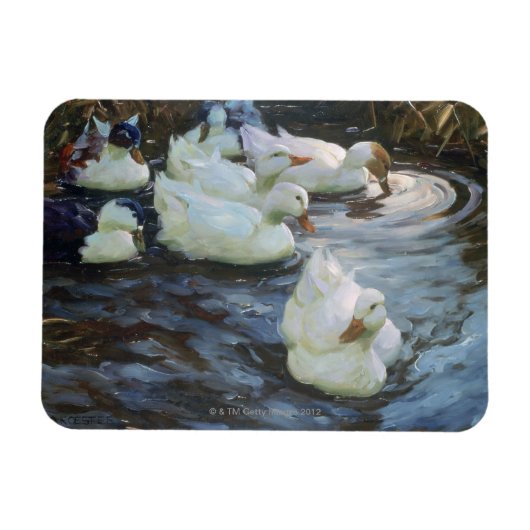 Magnet Flexible Canards dans un étang (Horizontal)