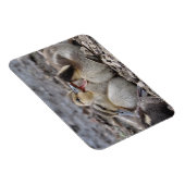 Magnet Flexible Canetons bavards de Mallard (Côté Droit)