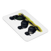 Magnet Flexible Canetons Black Cayuga (Côté Droit)