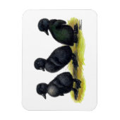 Magnet Flexible Canetons Black Cayuga (Vertical)