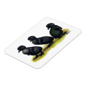Magnet Flexible Canetons Black Cayuga (Côté Gauche)