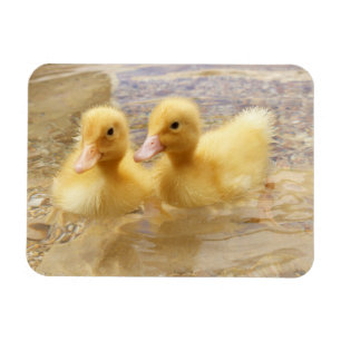 Magnet Flexible Canetons jaunes brouillés des images de Getty