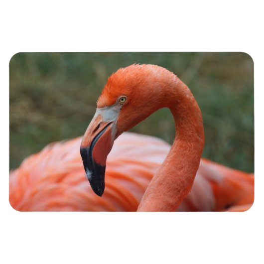 Magnet Flexible Caoutchouc de phoenicopterus (Horizontal)