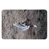 Magnet Flexible Capo von Oppenheim, Jack Russell Terrier Dog Magne (Horizontal)