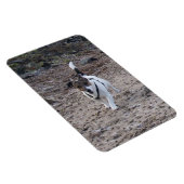Magnet Flexible Capo von Oppenheim, Jack Russell Terrier Dog Magne (Côté Droit)