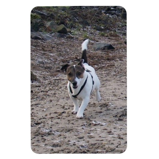 Magnet Flexible Capo von Oppenheim, Jack Russell Terrier Dog Magne (Vertical)
