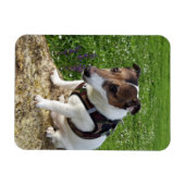 Magnet Flexible Capo von Oppenheim, Jack Russell Terrier Dog Magne (Horizontal)