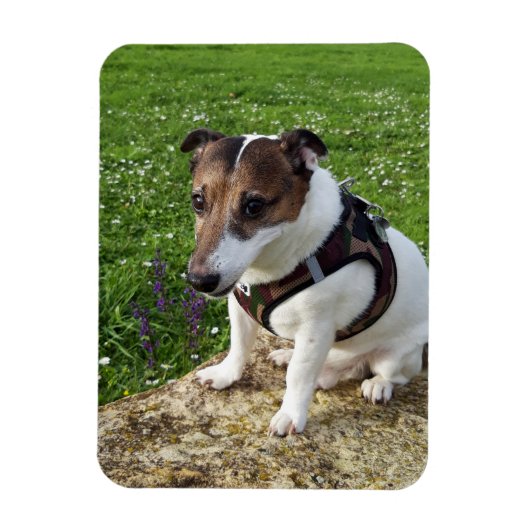 Magnet Flexible Capo von Oppenheim, Jack Russell Terrier Dog Magne (Vertical)