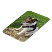 Magnet Flexible Capo von Oppenheim, Jack Russell Terrier Dog Magne (Côté Gauche)