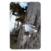Magnet Flexible Capo von Oppenheim, Jack Russell Terrier Dog Magne (Vertical)