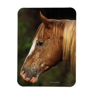 Magnet Flexible Capture d'écran Appaloosa Horse 1