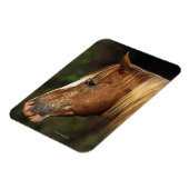 Magnet Flexible Capture d'écran Appaloosa Horse 1 (Côté Gauche)