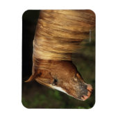 Magnet Flexible Capture d'écran Appaloosa Horse 1 (Vertical)