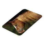 Magnet Flexible Capture d'écran Appaloosa Horse 1 (Côté Gauche)