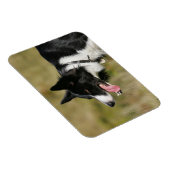 Magnet Flexible Capture d'écran de la bordure Collie 2 (Côté Droit)