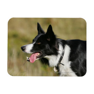 Magnet Flexible Capture d'écran de la bordure Collie 2